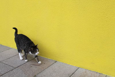 High angle view of cat walking against yellow wall