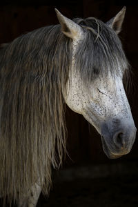 Close-up of horse in stable