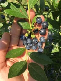 Close-up of berries growing on plant