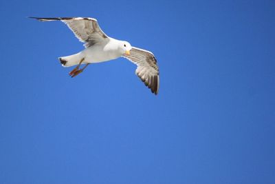 Low angle view of seagull flying against blue sky