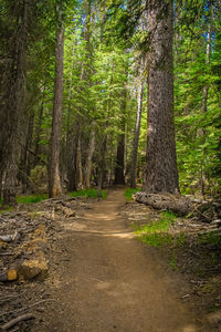 Footpath amidst trees in forest