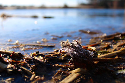 Frozen leaf on a lakeside on a sunny winter morning