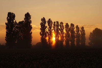 Silhouette trees on field against sky at sunset