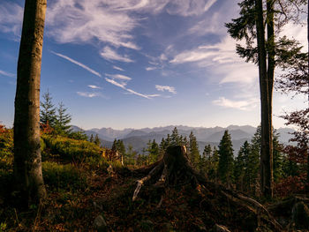 Plants growing on land against sky