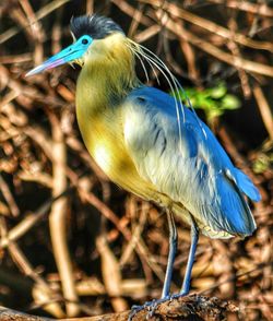 Close-up of gray heron perching on plant