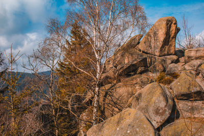 Bare tree on rock formation against sky