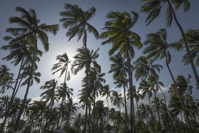 Low angle view of coconut palm trees against sky