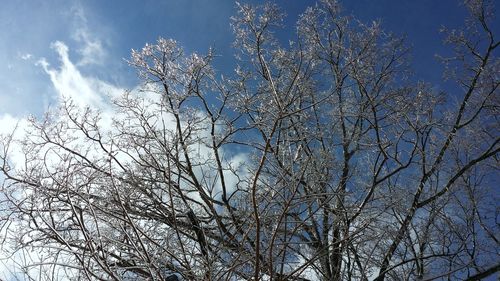 Low angle view of bare trees against sky