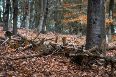 Trees in forest during winter