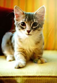 Close-up portrait of kitten sitting