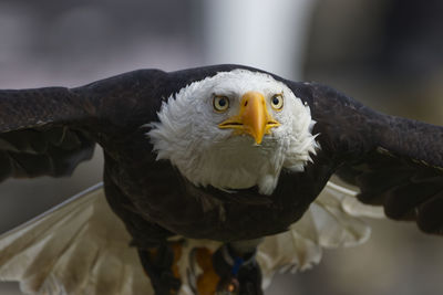 Close-up of eagle