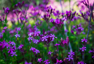 Close-up of pink flowering plants
