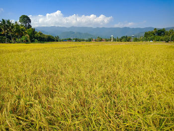 Scenic view of agricultural field against sky