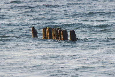 Wooden posts in sea