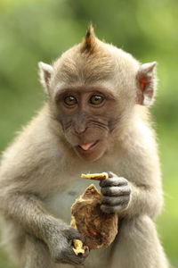 Portrait of monkey sitting outdoors