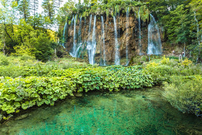 Scenic view of waterfall in forest