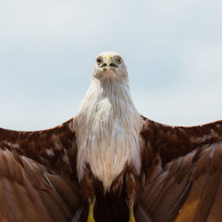 Low angle view of eagle perching on the sky