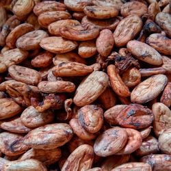 Dry cocoa beans