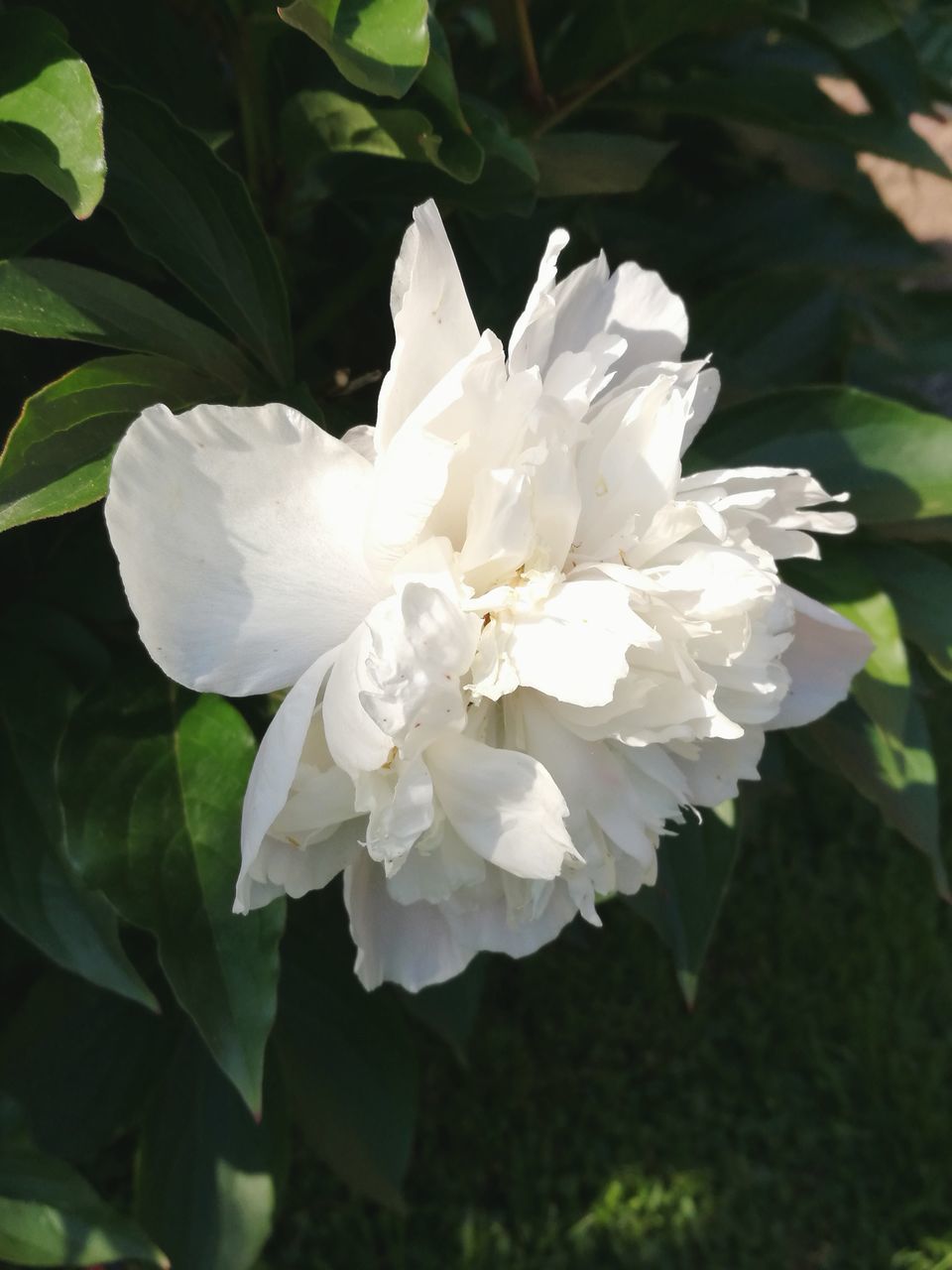 white color, flower, petal, nature, beauty in nature, growth, day, fragility, flower head, no people, plant, close-up, freshness, outdoors