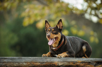 Close-up portrait of dog