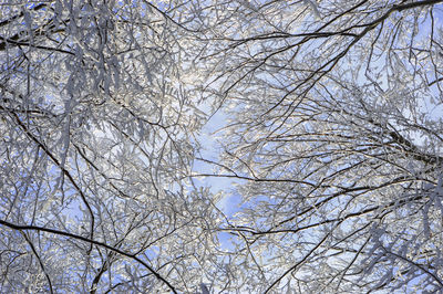 Low angle view of cherry tree against sky