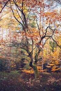 Trees in forest during autumn