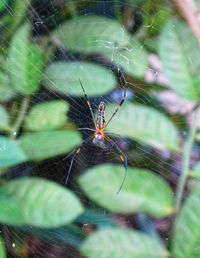 Close-up of spider on web