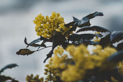 Close-up of yellow flowering plant