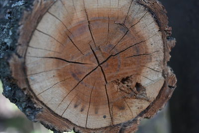 Close-up of log in forest