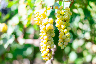 Riesling grapes are good for wine making