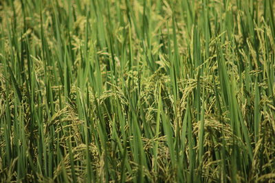 Full frame shot of rice in field