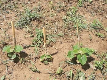 Close-up of plants growing on field