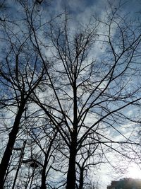 Low angle view of bare trees against sky