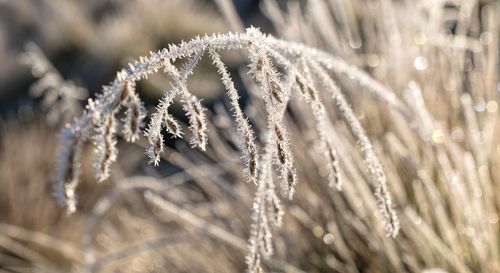 Close-up of frozen plant