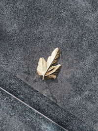 High angle view of dry leaf on street