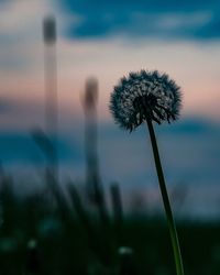 Close-up of dandelion against sky