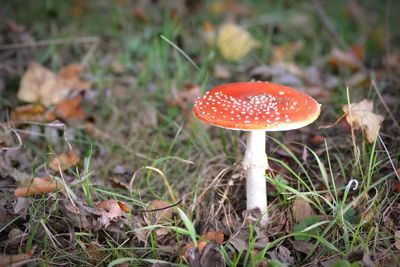 Close-up of fly agaric mushroom on field