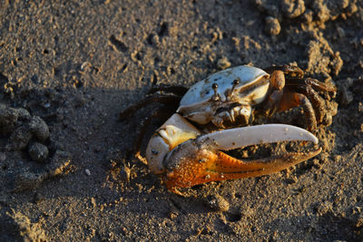 Close-up of crab on beach