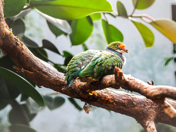 Low angle view of bird perching on branch