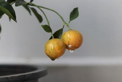 Close-up of oranges on plant