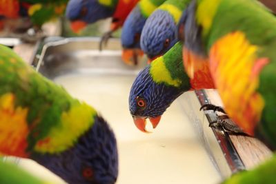 Close-up of parrot perching and eating