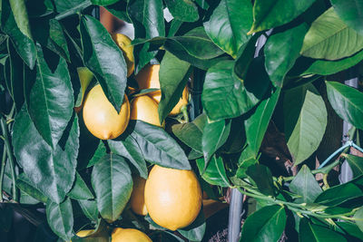 Fruits growing on tree