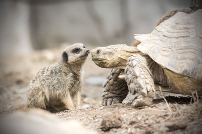 Meerkat by tortoise at zoo