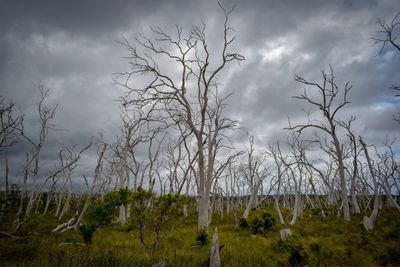 Bare trees on field against sky