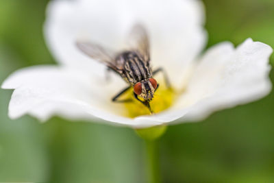 Close-up of bee on flower