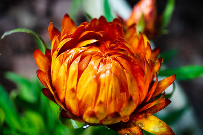 Close-up of orange flowering plant