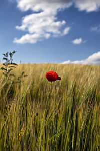 Close-up of poppy growing in field