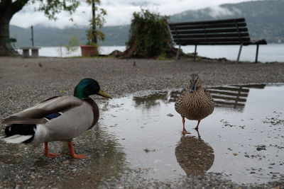 View of birds in water