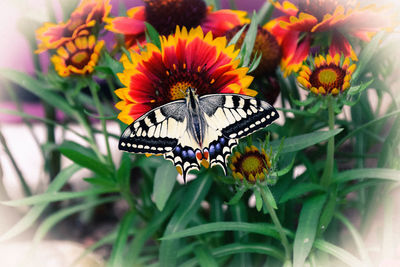 Close-up of butterfly pollinating on flower