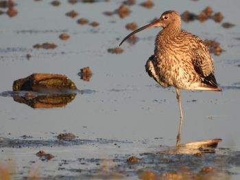 Close-up of bird perching on the beach